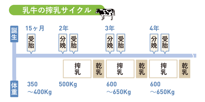 乳牛の搾乳サイクル