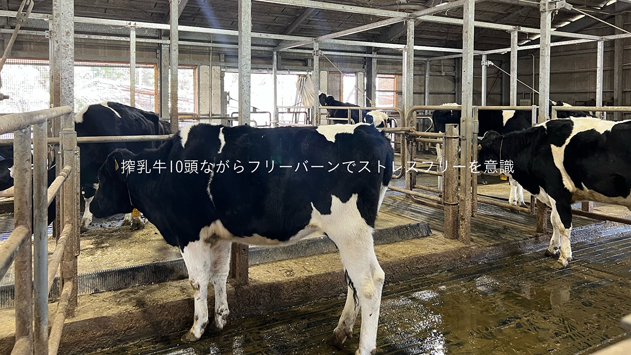 搾乳牛10頭ながらフリーバーンでストレスフリーに