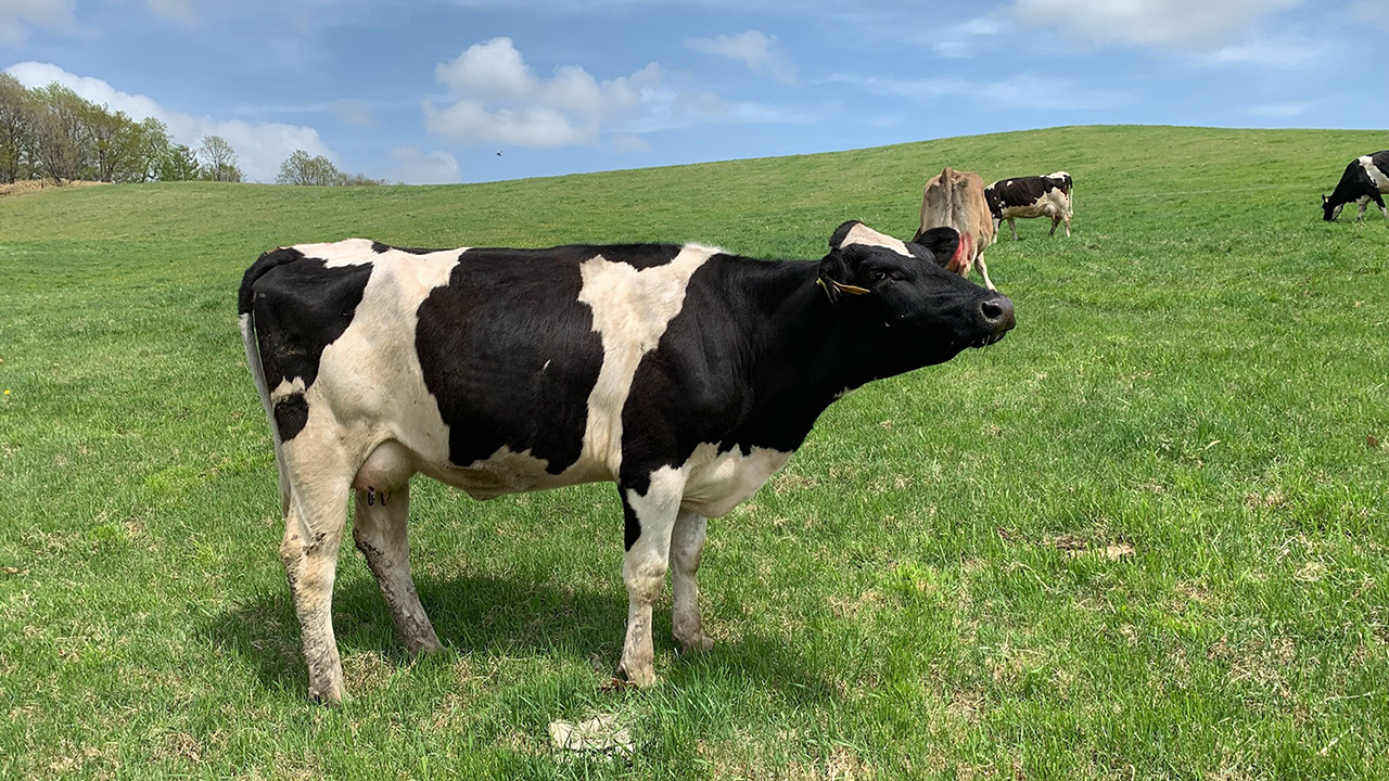 ありがとう牧場