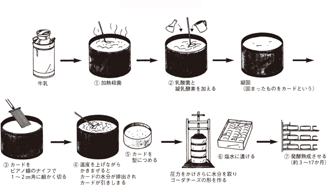 ゴーダチーズの作り方